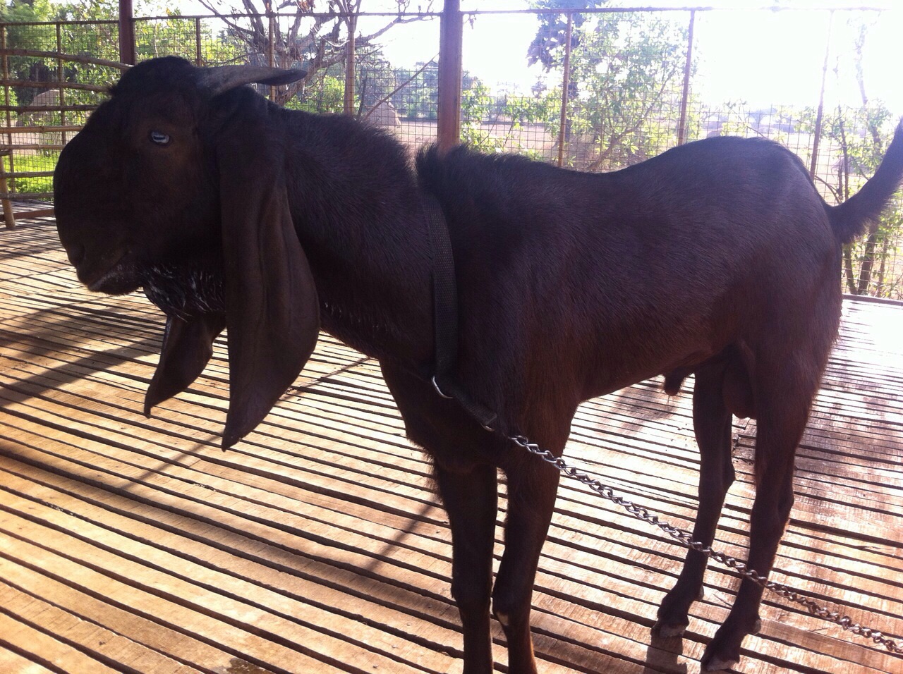 Beetel-Brown-Goat